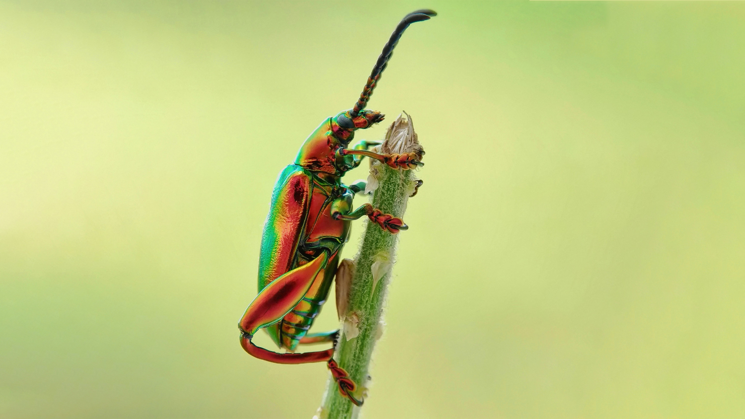 Image shows a jewel beetle on a green branch on a gradient green background.