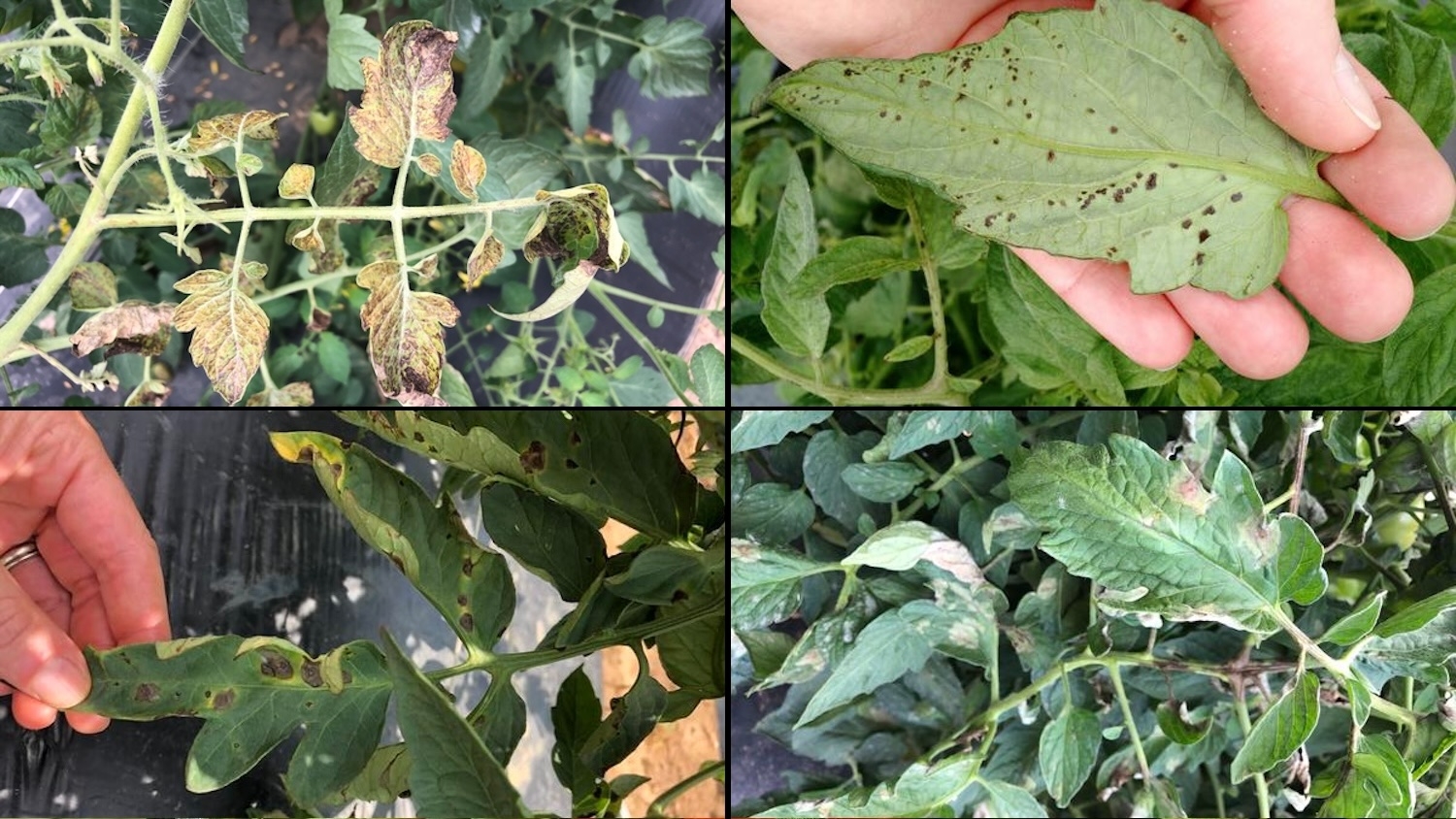 Diseased tomato plants