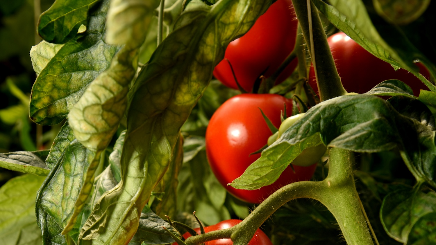 Tomatoes and their leaves