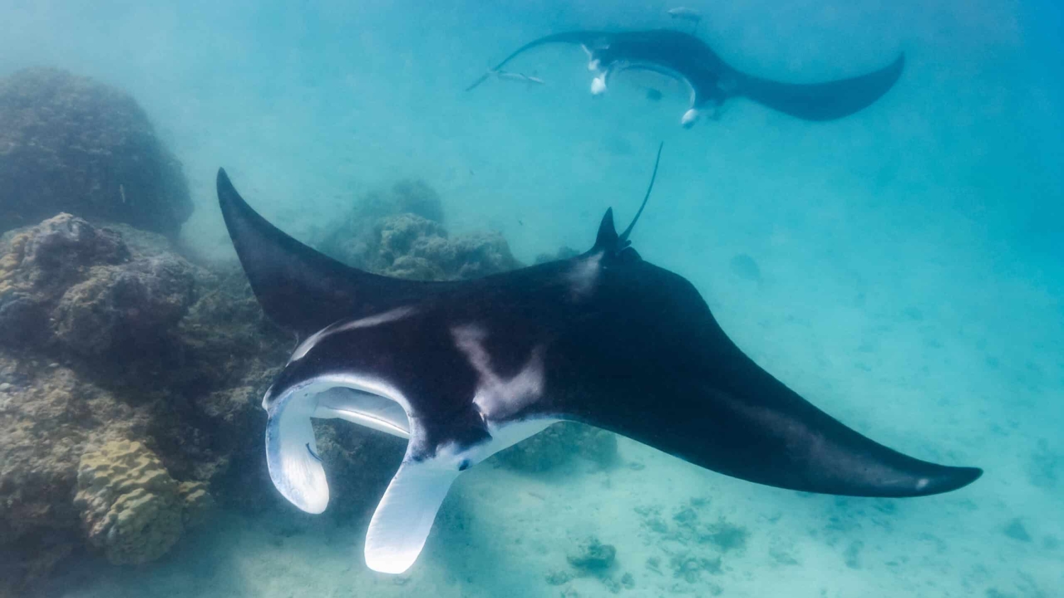 A underwater photograph of a manta ray swimming in the ocean in French Polynesia.