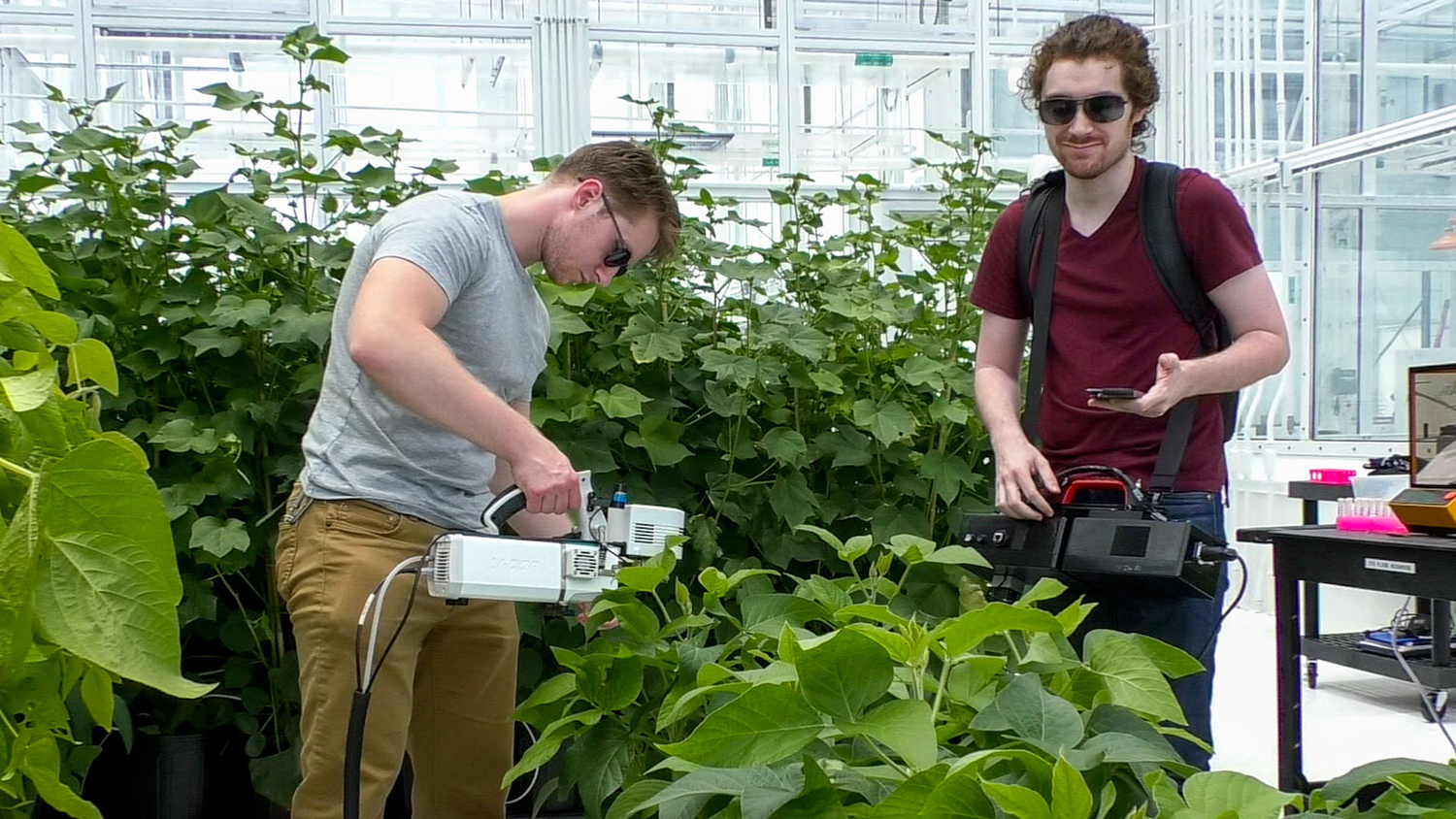Two students are in a well lit greenhouse with green plants applying sensors to the leaves to measure photosynthesis.