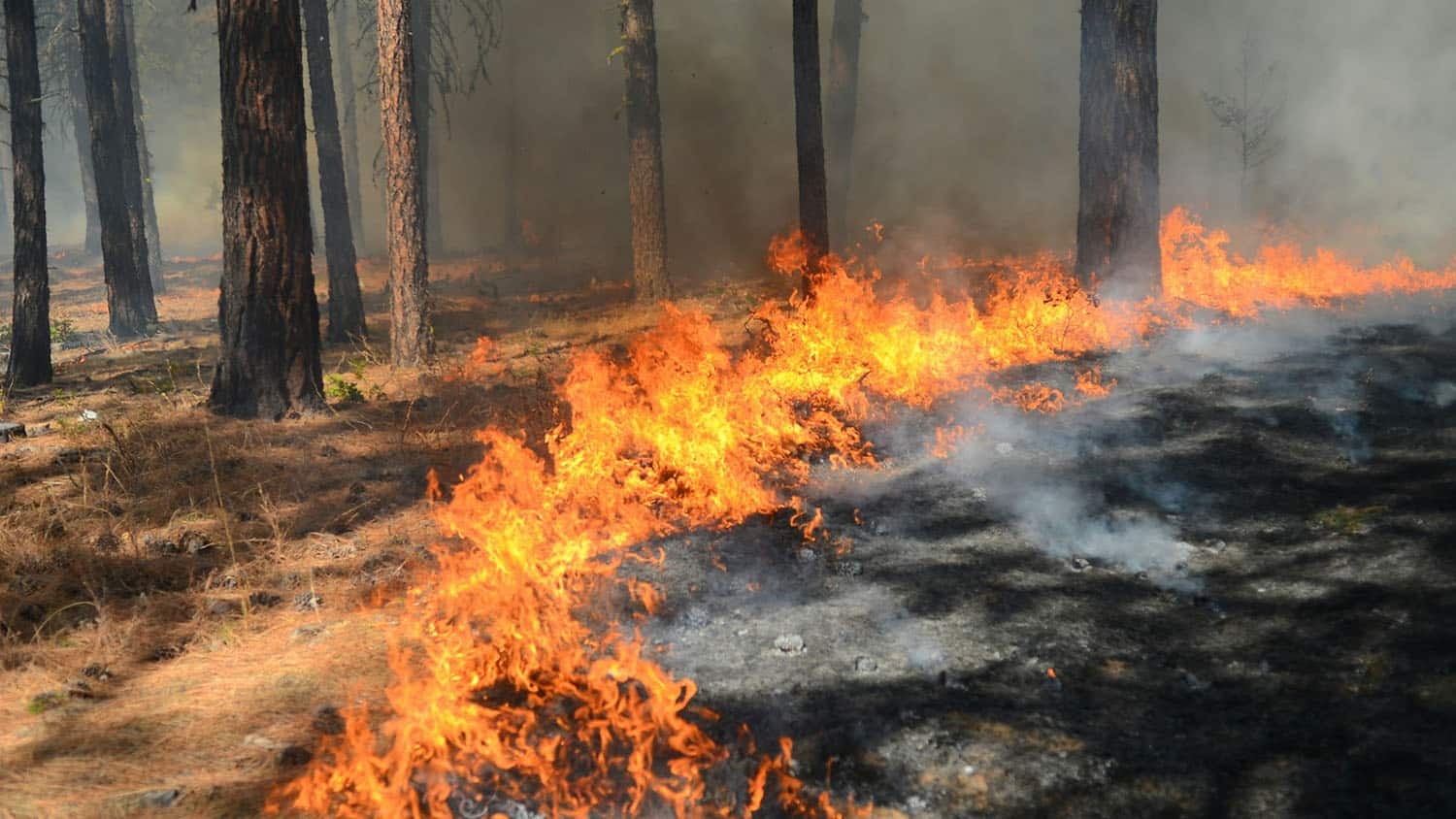 a low-burning fire spreads slowly across a forest floor, not burning the large trees in the forest