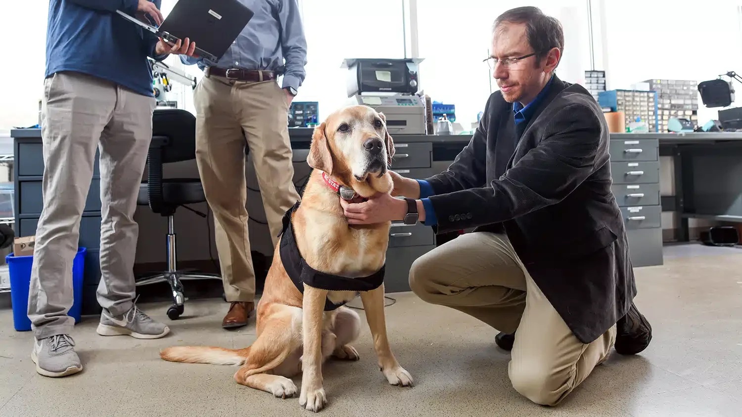 Researcher assists large blonde dog wearing a black sensor around its midsection.