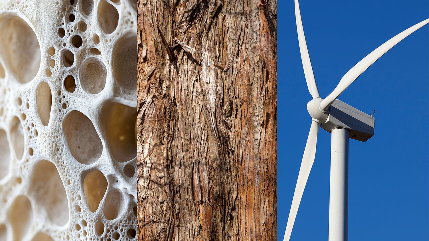 Three different images next to each other showing a microscopic image of bone, a close-up of tree bark, and an image of a white wind turbine against a blue sky.